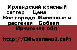 Ирландский красный сеттер. › Цена ­ 30 000 - Все города Животные и растения » Собаки   . Иркутская обл.